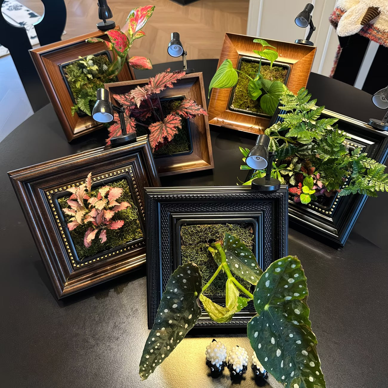 6 Full Kits Family Bundle: 6 Frames, Planters, Lamps, Spray Bottles & Stands